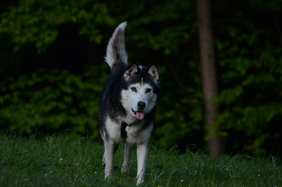 Pomlad 2016 - foto povečava