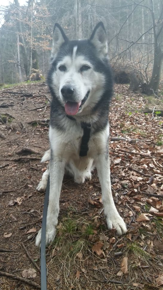 Pomlad 2016 - foto povečava