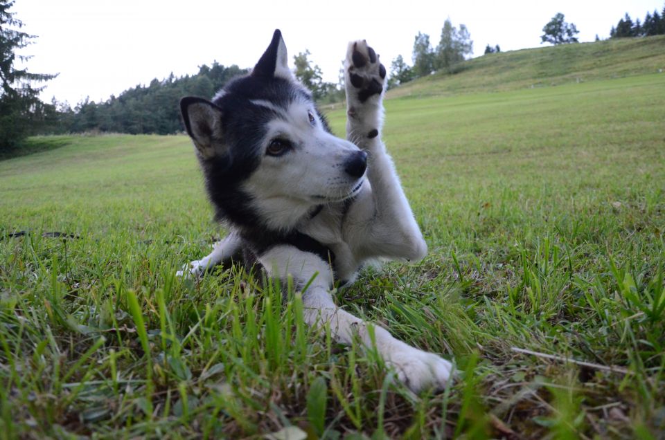 Poletje 2o16 - foto povečava