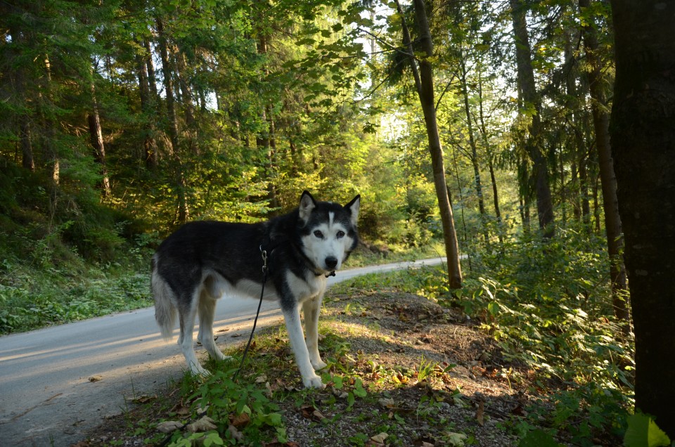 Jesen 2016 - foto povečava