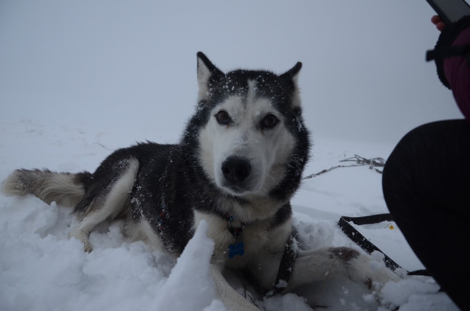 Rogla 11.1o - foto povečava