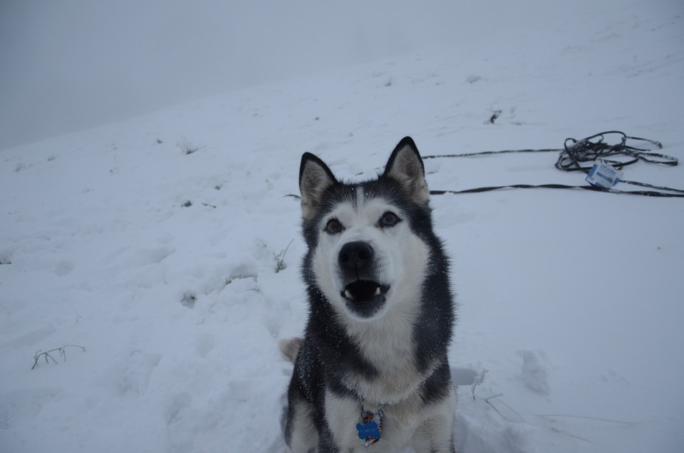 Rogla 11.1o - foto povečava