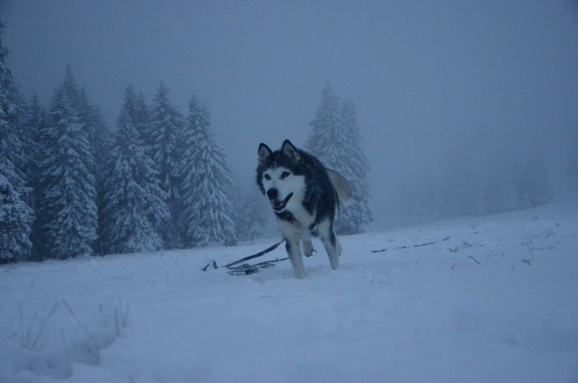 Rogla 11.1o - foto