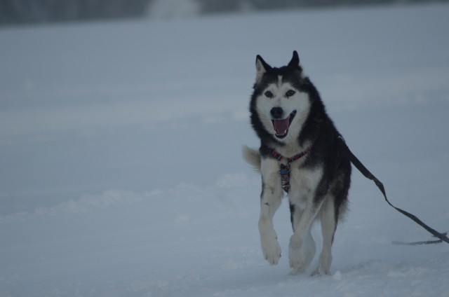 Rogla 13.11 - foto