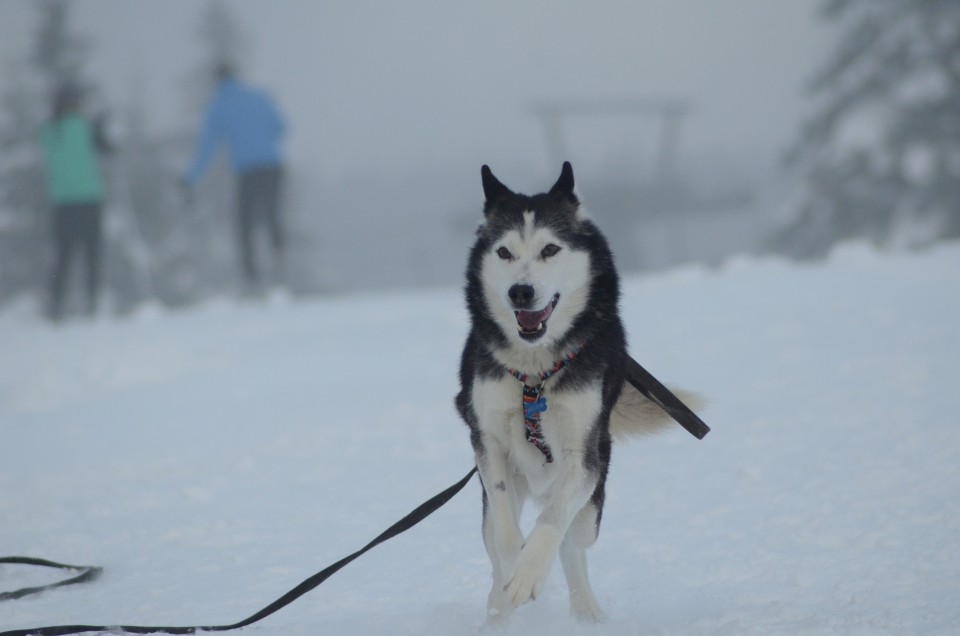 Rogla 13.11 - foto povečava