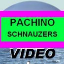 Schnauzers VIDEO
