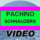 Schnauzers VIDEO