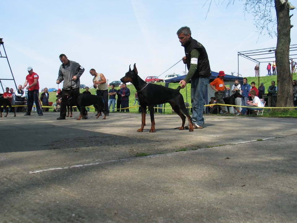 Dobermani Backa Palanka - foto povečava