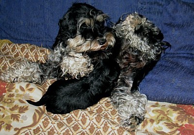 Pachino Schnauzers - foto povečava