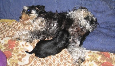 Pachino Schnauzers - foto