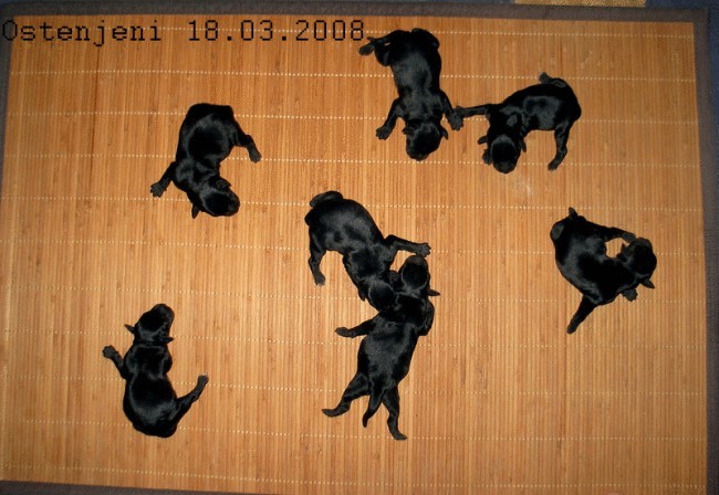 Miniature Schnauzer ( Black)
Ostenjeni 18.03.2008
Tara's Butch Sassidy  x Pachino Hilton