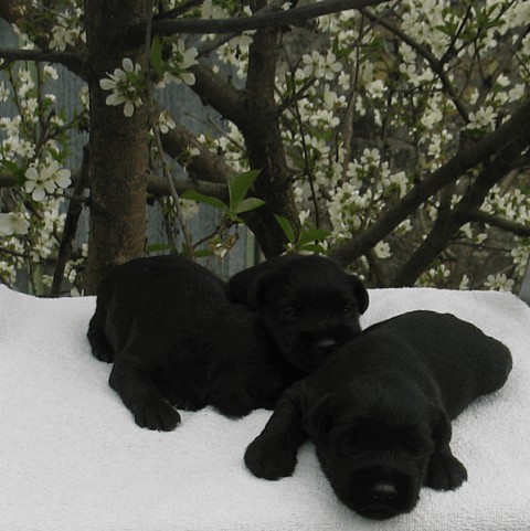 Miniature Schnauzer ( Black)
Ostenjeni 18.03.2008
Tara's Butch Sassidy  x Pachino Hilton