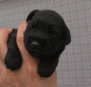 Miniature Schnauzer ( Black)
Ostenjeni 18.03.2008
Tara's Butch Sassidy  x Pachino Hilton