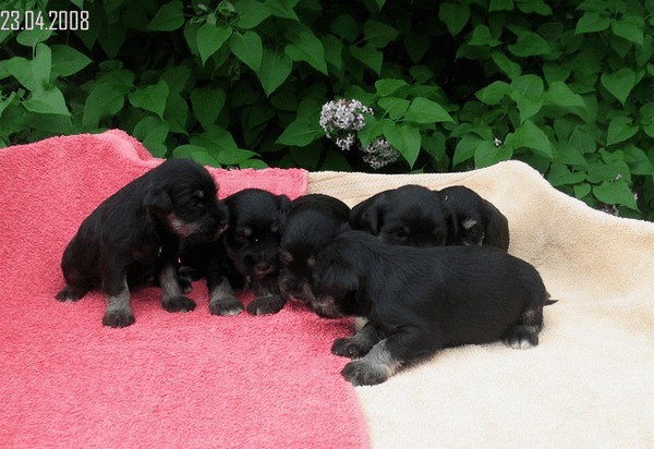 Miniature Schnauzer Black&Silver 02.04.2008