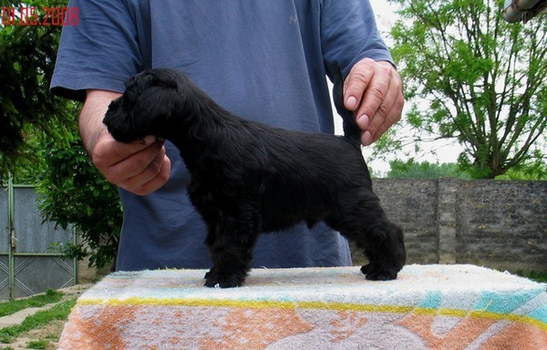 Crni (Black)muzjak(male)Ostenjen 
18.03.2008