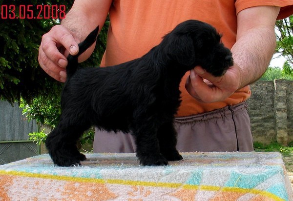 Crna(black) zenka(female) ostenjena 
18.03.2008
