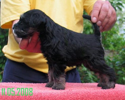 Miniature Schnauzer Black&Silver
ostenjen
02.04.2008