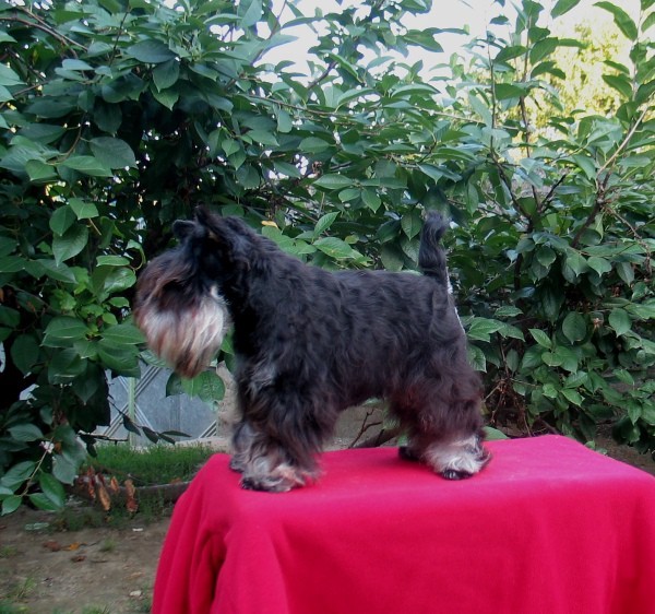 Schnauzer special, 7 month old, 23cm, 3kg

Pridružio se: Ned Avg 27, 2006 11:20 pm
Post