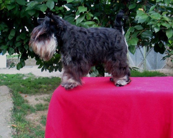 Schnauzer special, 7 month old, 23cm, 3kg

Pridružio se: Ned Avg 27, 2006 11:20 pm
Post