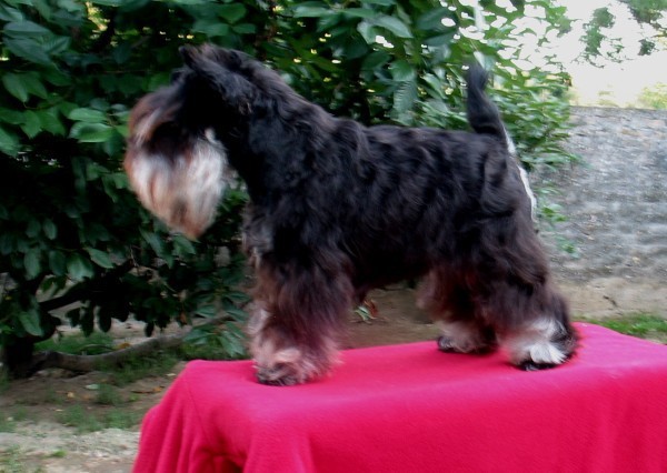 Schnauzer special, 7 month old, 23cm, 3kg

Pridružio se: Ned Avg 27, 2006 11:20 pm
Post