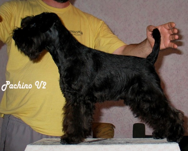 Pachino Schnauzers - foto povečava