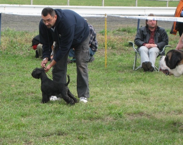 Pachino Schnauzers - foto povečava