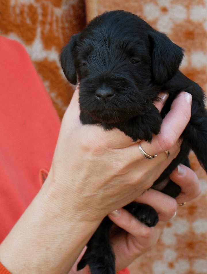 Pachino Schnauzers - foto povečava