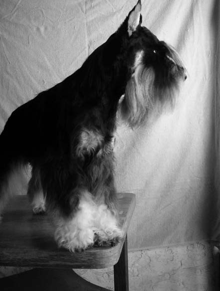 Kennel pachino