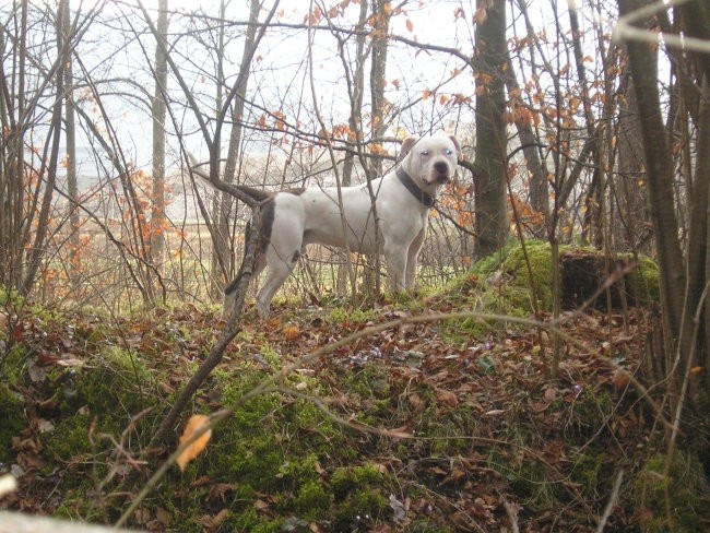 KING & LAJKA - foto povečava