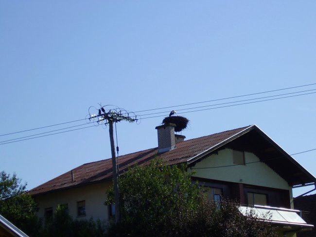 Hvala bogeci, da ne kurijo!