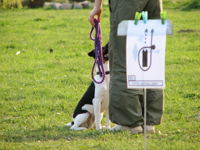 Rally obedience - foto