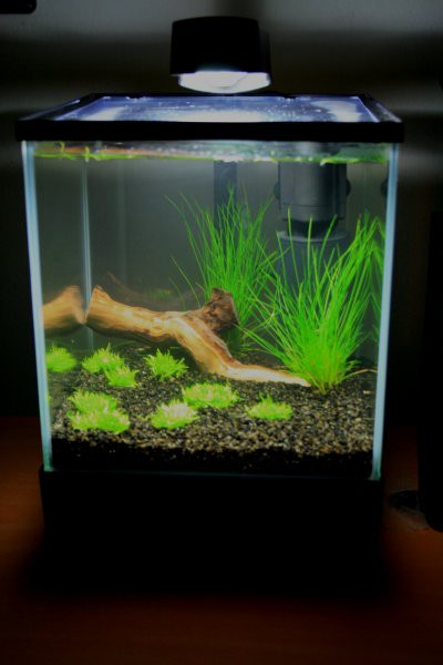 Mikro akvarij - foto povečava