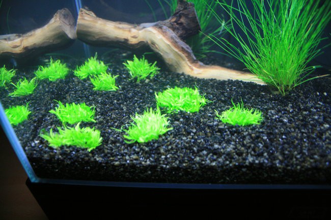 Mikro akvarij - foto povečava