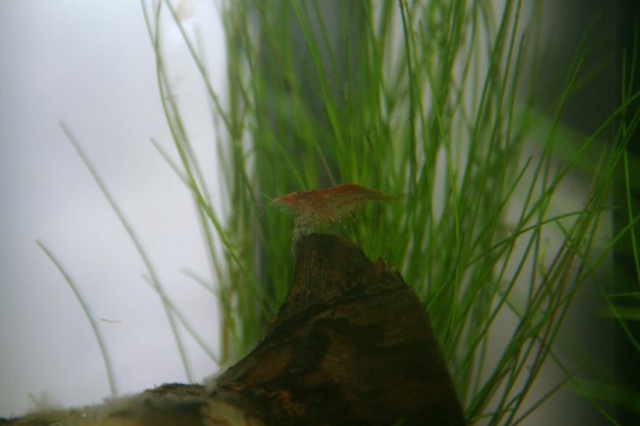 Mikro akvarij - foto