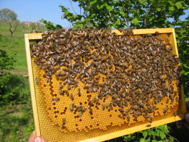 Mlad sat poln čebelje zalege