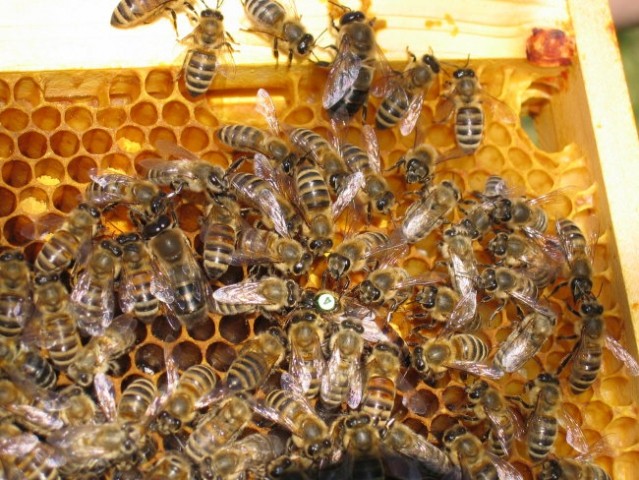 Označena matica z čebelami in z trotom na vrhu sata