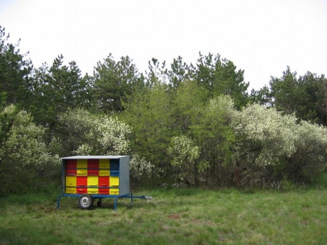 Prevozna enota čebel na prvi spomladanski paši