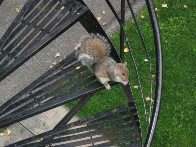 Veveric kokr hočeš.