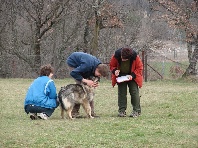 Vzrejni pregled Komen 2007 - foto povečava