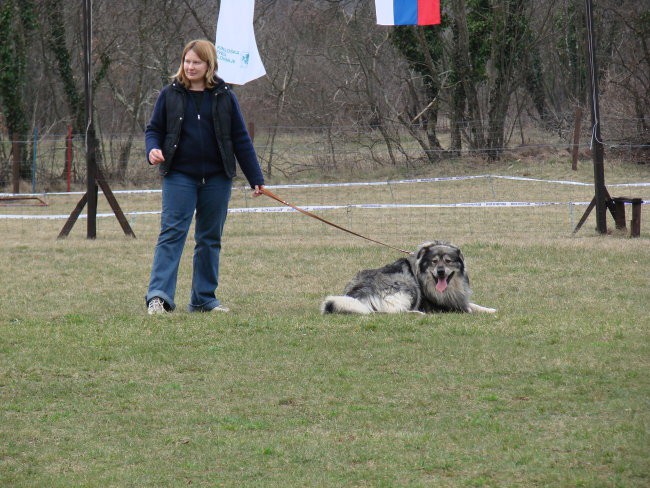 Vzrejni pregled Komen 2007 - foto povečava