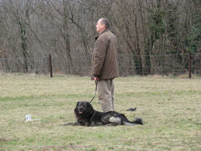 Vzrejni pregled Komen 2007 - foto povečava