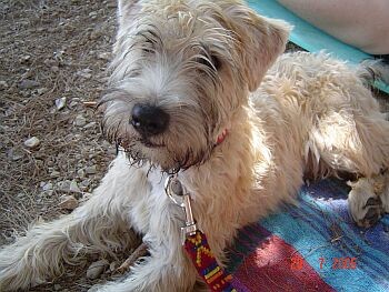 SOFTCOATED WHEATEN TERRIERS - foto