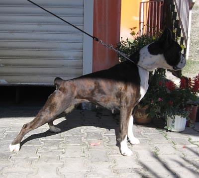 Tilli (Ivette v. Zogobox) - foto povečava