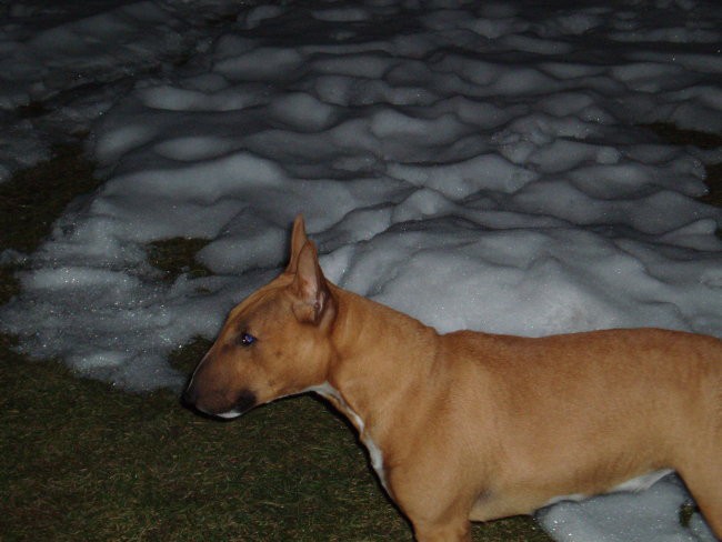 Chayenne-miniature bullterrier - foto povečava