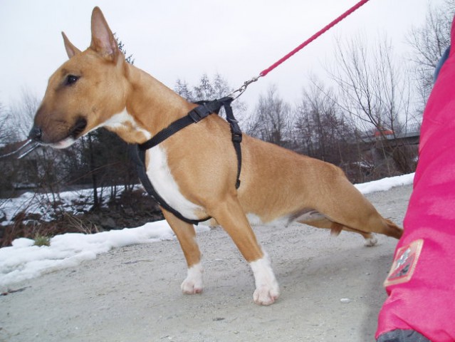 Chayenne-miniature bullterrier - foto