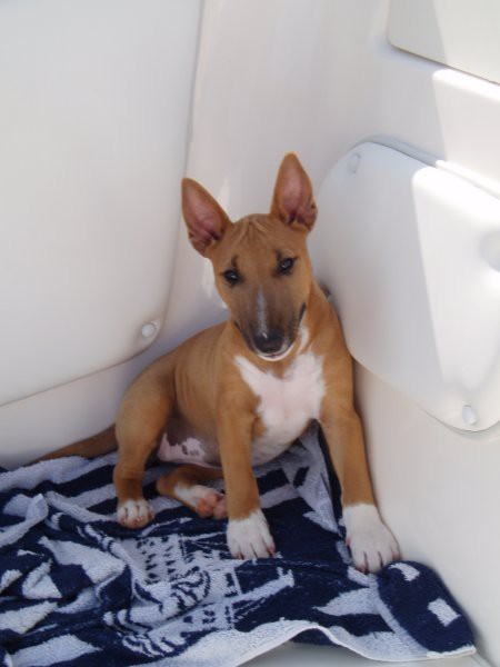 Chayenne-miniature bullterrier - foto