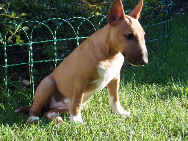 Chayenne-miniature bullterrier - foto povečava