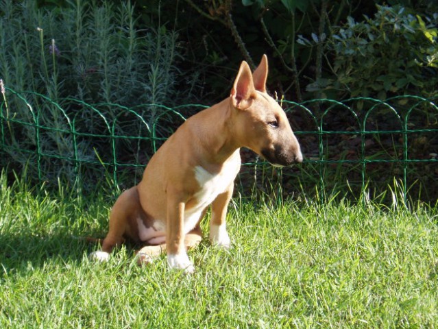 Chayenne-miniature bullterrier - foto