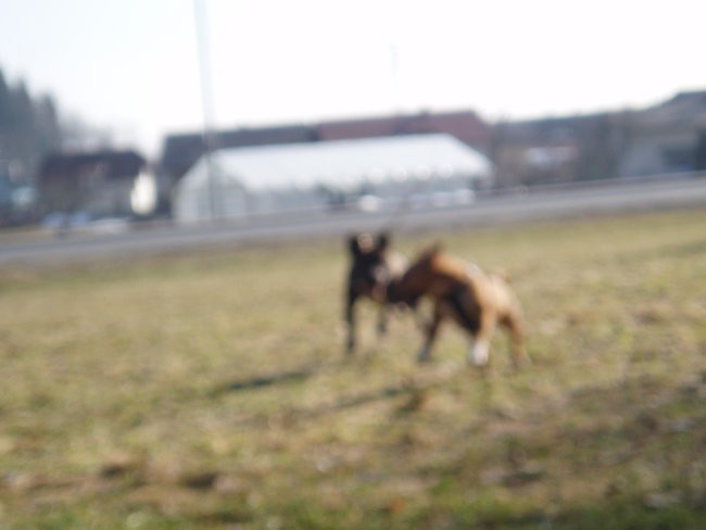 Chayenne-miniature bullterrier - foto povečava