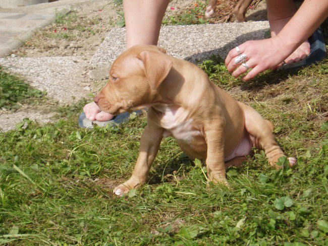 Abu (red nose) & mladiči - foto povečava